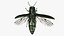 Emerald Ash Borer