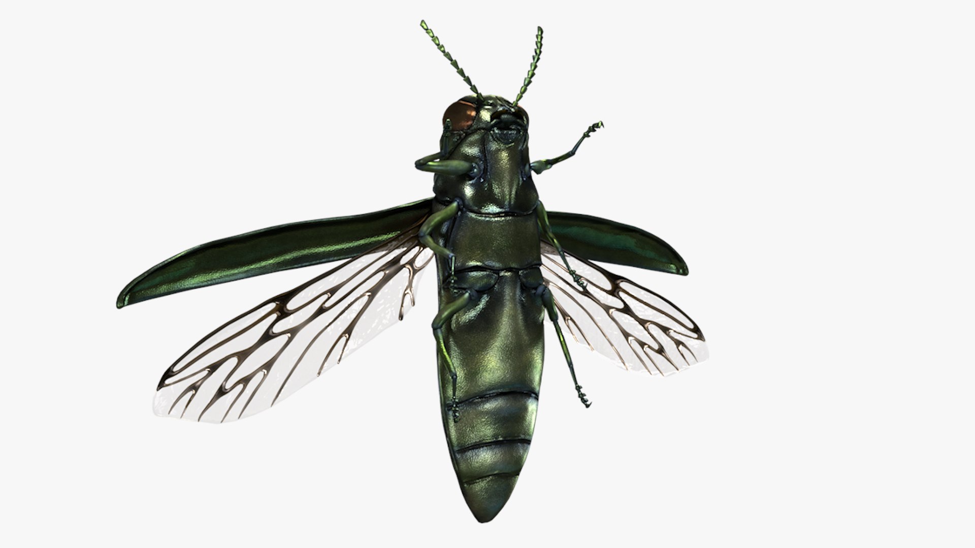 Emerald Ash Borer 3D model https://p.turbosquid.com/ts-thumb/mx/74KVJp/T1/turbosquid_hd21/jpg/1654445707/1920x1080/fit_q87/b97e52f4a0b201d838baf09a360f73365c9d3c3b/turbosquid_hd21.jpg