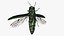 Emerald Ash Borer