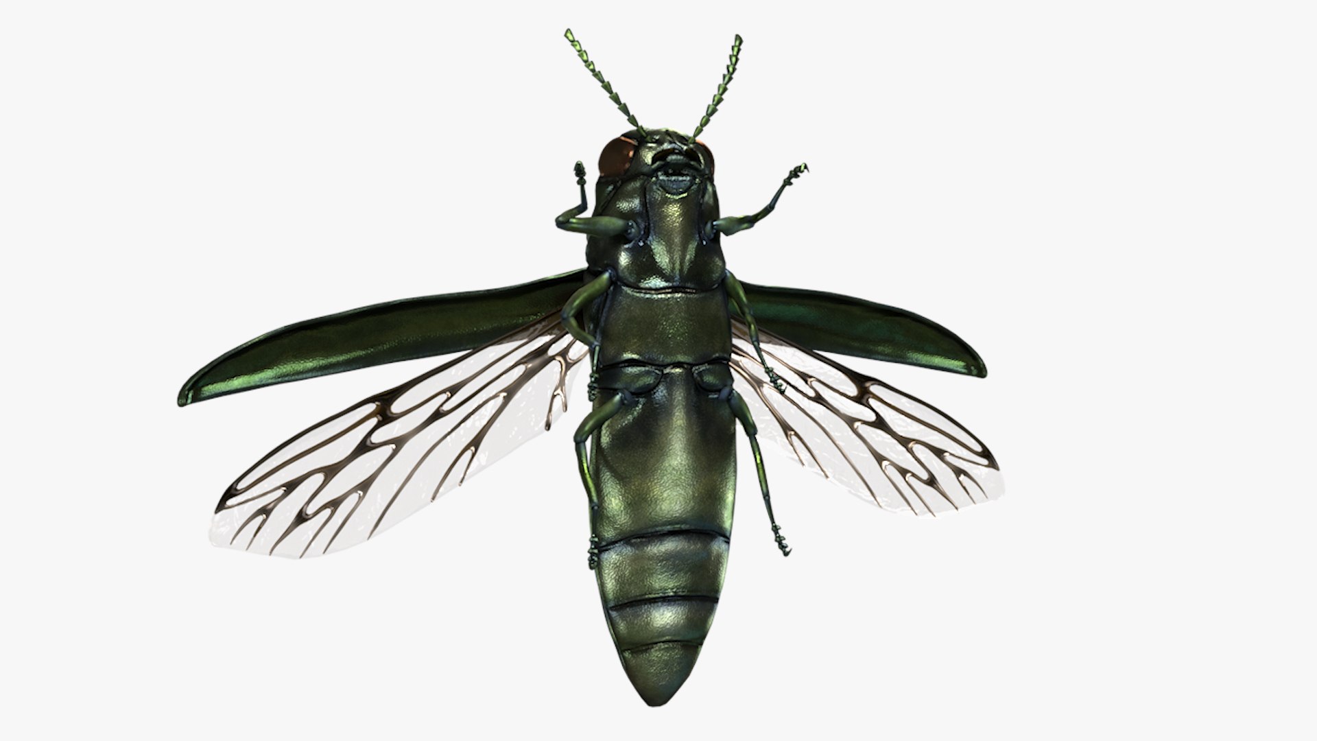 Emerald Ash Borer 3D model https://p.turbosquid.com/ts-thumb/mx/74KVJp/Tb/turbosquid_hd20/jpg/1654445706/1920x1080/fit_q87/998c6f9c95fe0dd31da1dd4b8ca48b7a516c6dfc/turbosquid_hd20.jpg