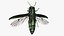 Emerald Ash Borer