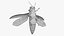 Emerald Ash Borer