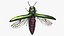 Emerald Ash Borer