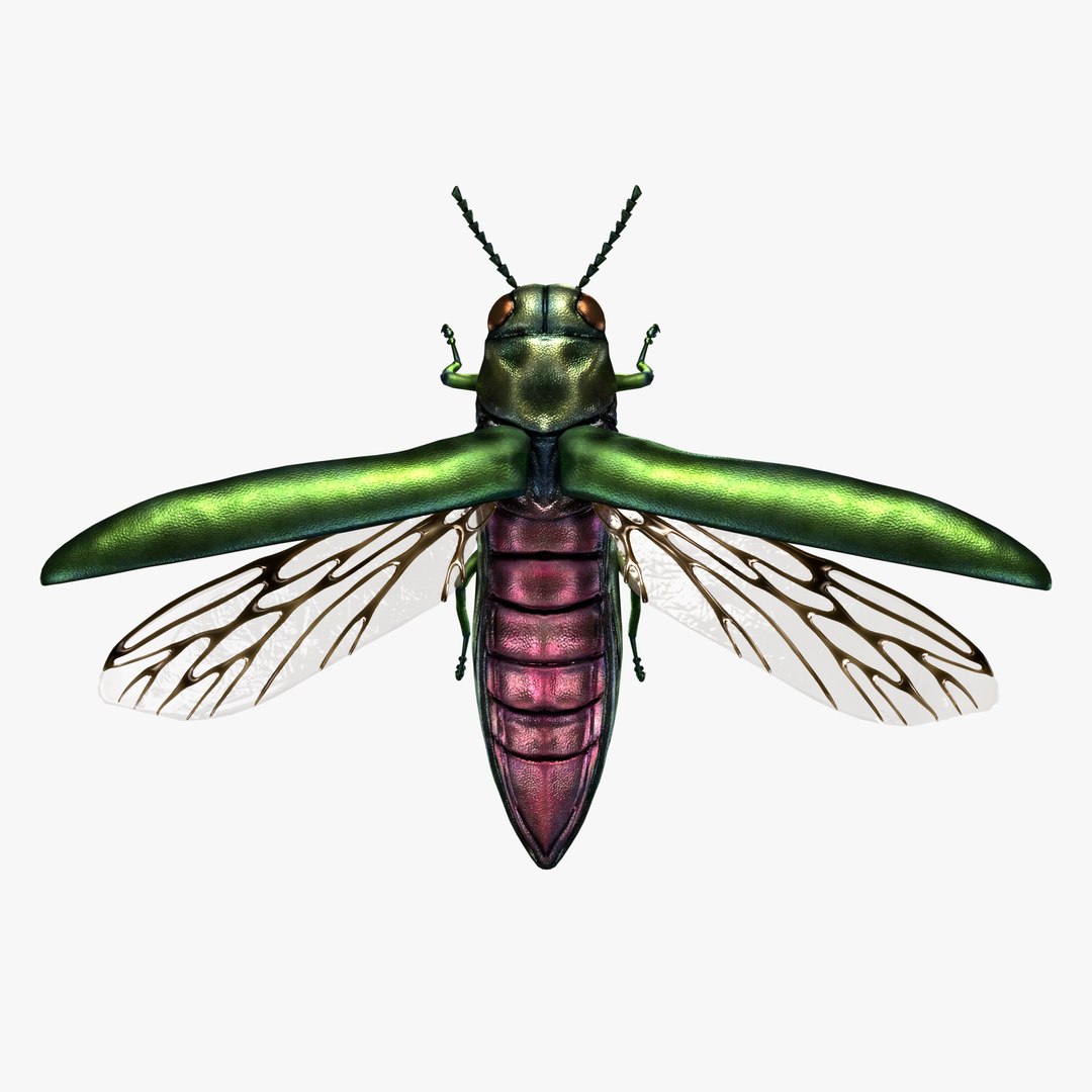 Emerald Ash Borer 3D model https://p.turbosquid.com/ts-thumb/mx/74KVJp/Vz/emerald_ash_borer_f/jpg/1654444846/1920x1080/fit_q87/6b5a3cfd7316d5cdfdf3a4e0f45c404acd589063/emerald_ash_borer_f.jpg