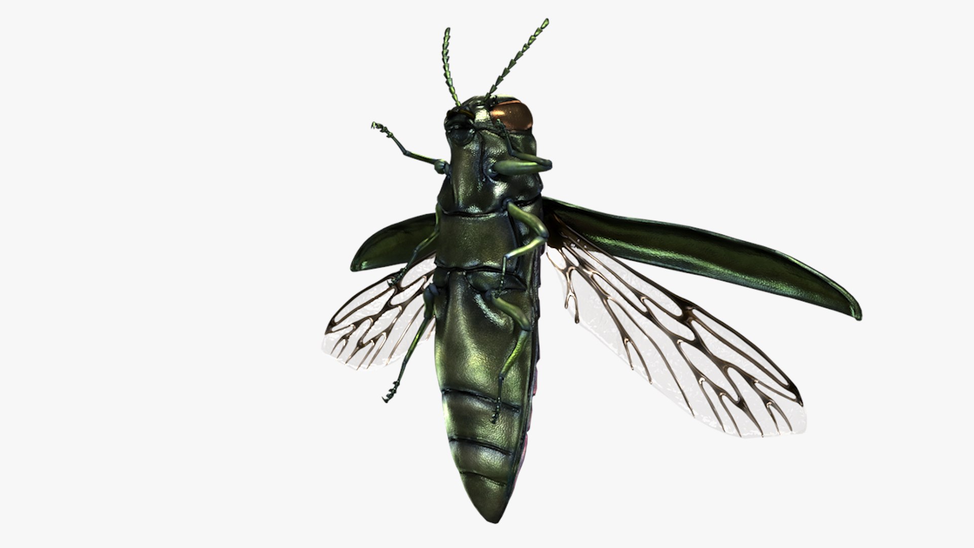 Emerald Ash Borer 3D model https://p.turbosquid.com/ts-thumb/mx/74KVJp/XH/turbosquid_hd14/jpg/1654445705/1920x1080/fit_q87/503f3a9c5be3b523ac5acf69d598fcc38eef21d4/turbosquid_hd14.jpg