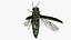 Emerald Ash Borer