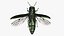 Emerald Ash Borer