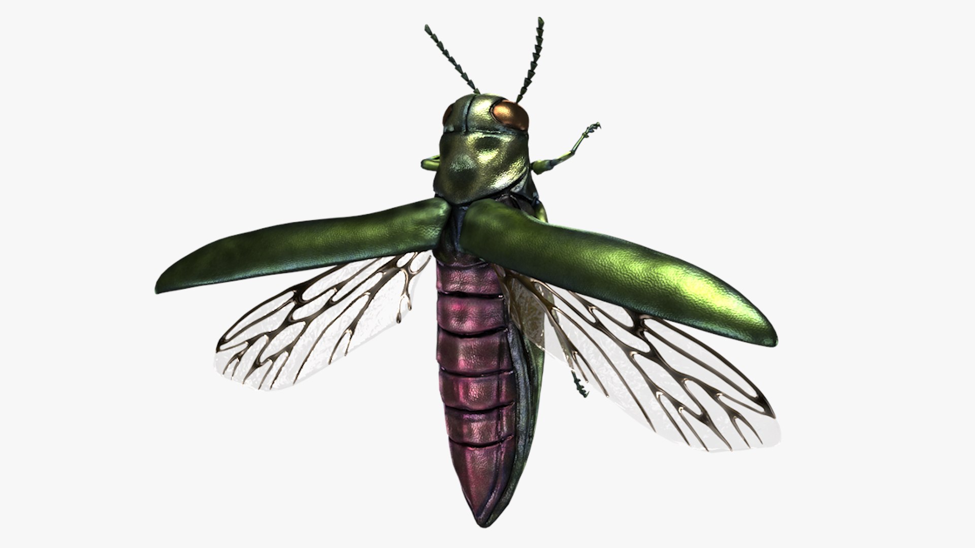 Emerald Ash Borer 3D model https://p.turbosquid.com/ts-thumb/mx/74KVJp/ZE/turbosquid_hd33/jpg/1654445710/1920x1080/fit_q87/3506e8475634fd37e963780f7bd0e685563f7ab5/turbosquid_hd33.jpg