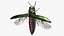 Emerald Ash Borer