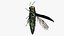 Emerald Ash Borer