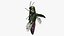 Emerald Ash Borer