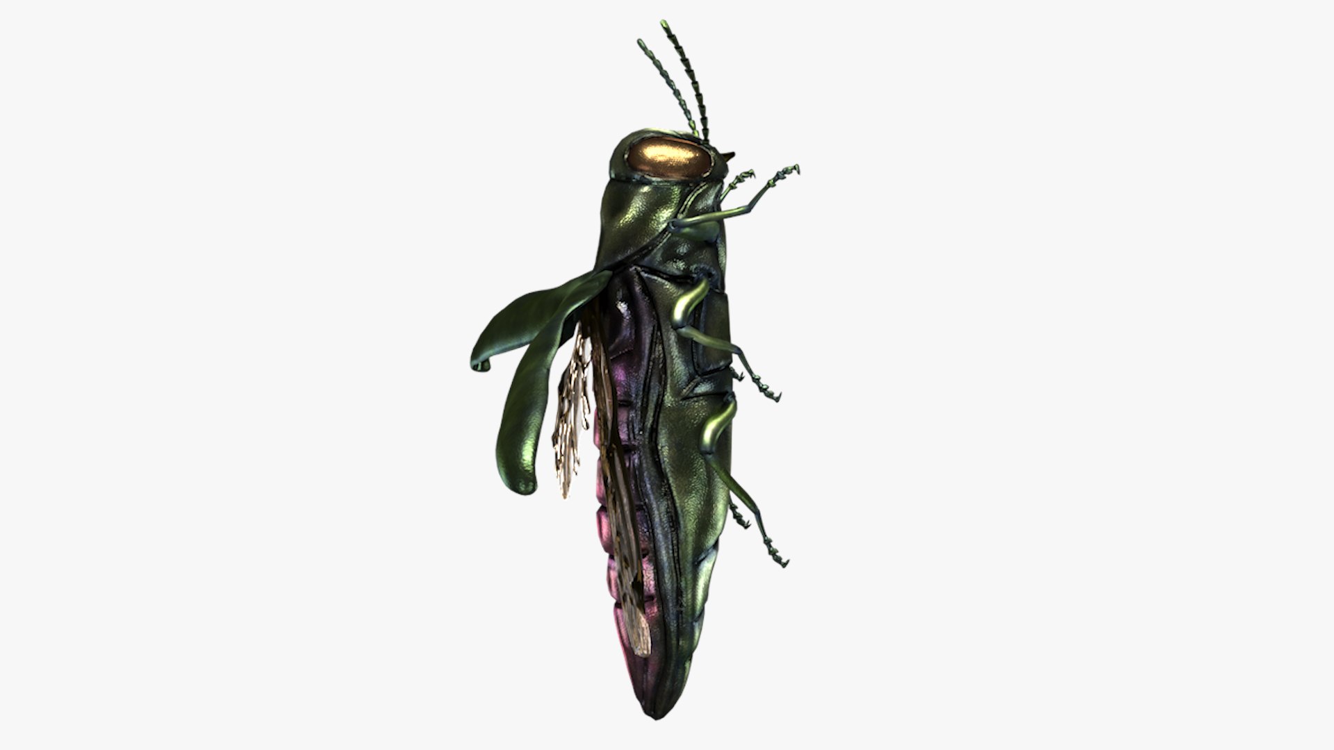 Emerald Ash Borer 3D model https://p.turbosquid.com/ts-thumb/mx/74KVJp/f8/turbosquid_hd28/jpg/1654445709/1920x1080/fit_q87/a867847a7c170d24af8070c3d92ec04d032ff5d4/turbosquid_hd28.jpg