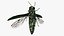 Emerald Ash Borer