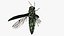 Emerald Ash Borer