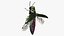Emerald Ash Borer