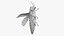 Emerald Ash Borer
