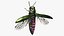 Emerald Ash Borer