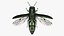 Emerald Ash Borer