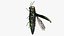 Emerald Ash Borer