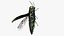 Emerald Ash Borer