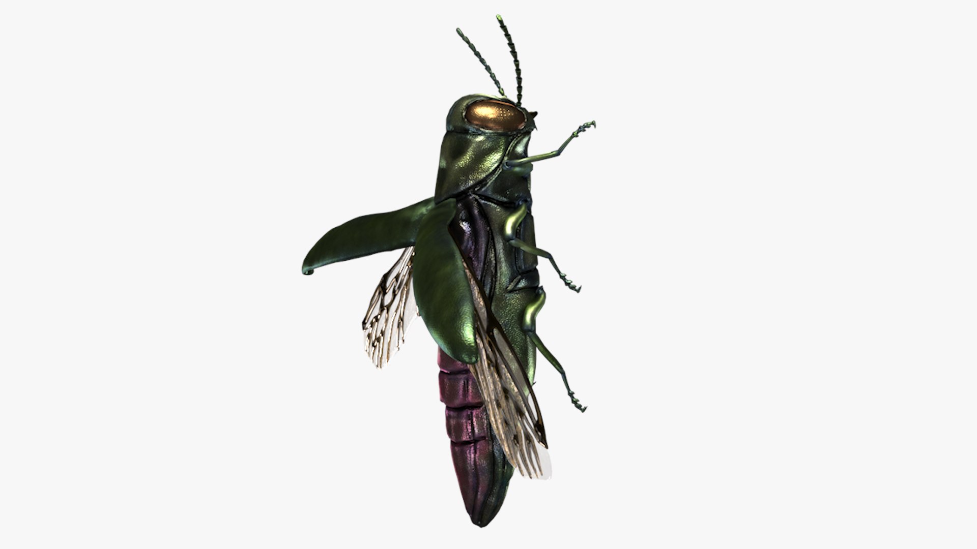 Emerald Ash Borer 3D model https://p.turbosquid.com/ts-thumb/mx/74KVJp/rU/turbosquid_hd29/jpg/1654445709/1920x1080/fit_q87/3c8365495e591fb133a6478b14720a1a74fd9017/turbosquid_hd29.jpg