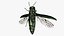 Emerald Ash Borer