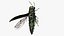 Emerald Ash Borer