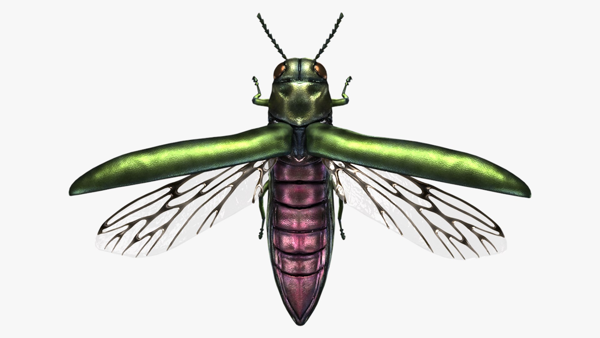 Emerald Ash Borer 3D model https://p.turbosquid.com/ts-thumb/mx/74KVJp/u7/turbosquid_hd36/jpg/1654445711/1920x1080/fit_q87/d079d964a6f161e6c355f27fc7cefd37770b54c9/turbosquid_hd36.jpg