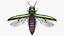 Emerald Ash Borer