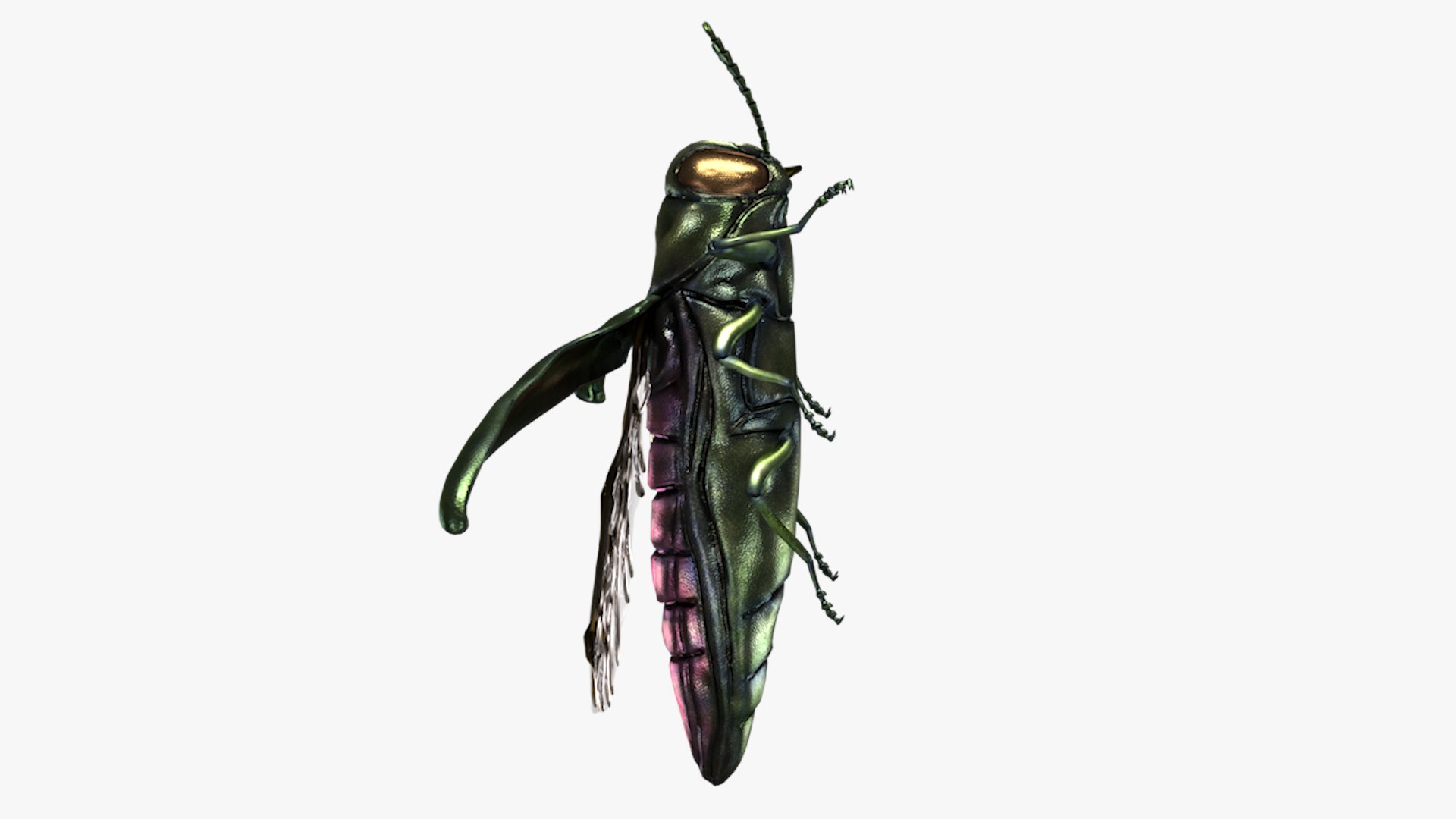 Emerald Ash Borer 3D model https://p.turbosquid.com/ts-thumb/mx/74KVJp/w0/turbosquid_hd27/jpg/1654445708/1920x1080/fit_q87/8a0efa509d3718a31b0108149e602d175ad88eaf/turbosquid_hd27.jpg