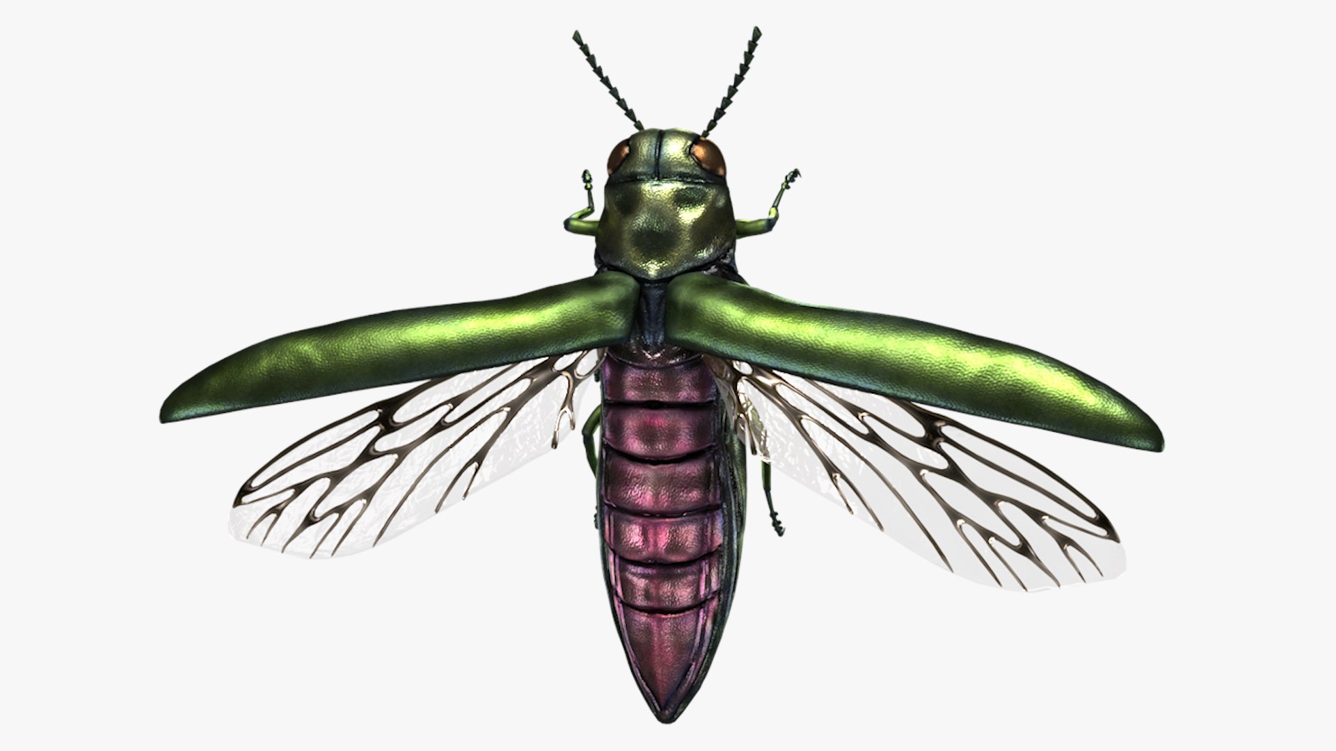 Emerald Ash Borer 3D model https://p.turbosquid.com/ts-thumb/mx/74KVJp/xv/turbosquid_hd35/jpg/1654445711/1920x1080/fit_q87/43408e350b0adbf43a7b09187241d1a007dc5a12/turbosquid_hd35.jpg