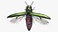 Emerald Ash Borer