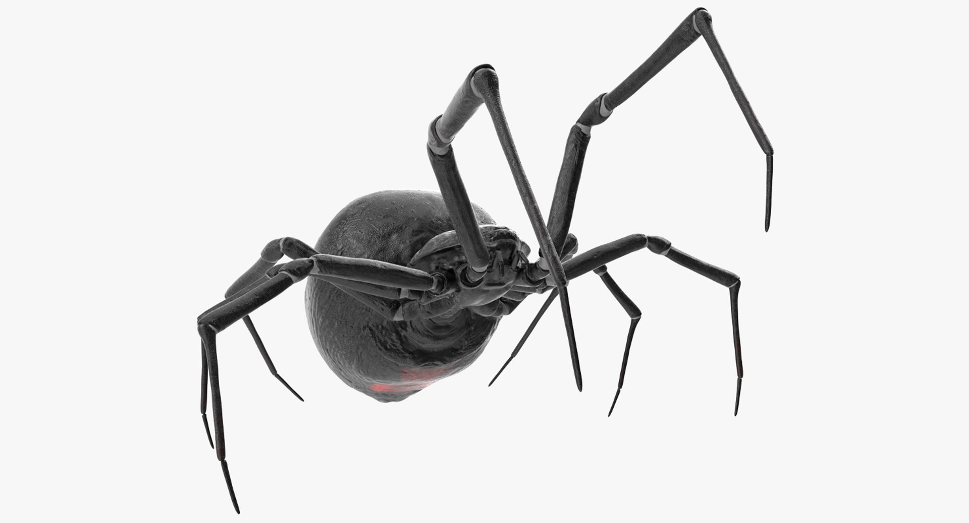 Widow Spider Fighting Pose 3D model preview