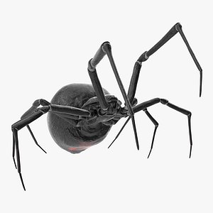 widow spider fighting pose 3D model