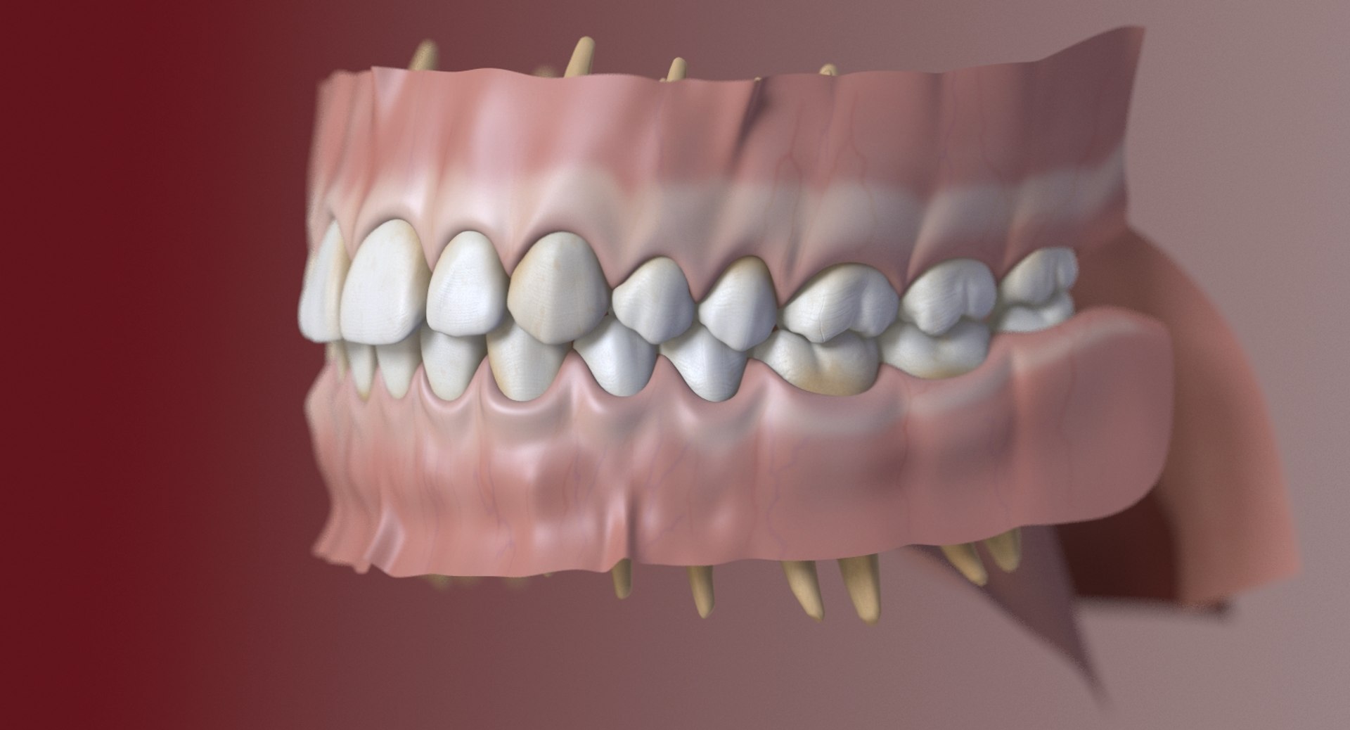 dentition stylized 3D model https://p.turbosquid.com/ts-thumb/mx/Ae8pEn/4JHd1BGH/01/jpg/1496151804/1920x1080/fit_q87/bc774af801a82d7b3d1e8afd200ce46f6d529495/01.jpg