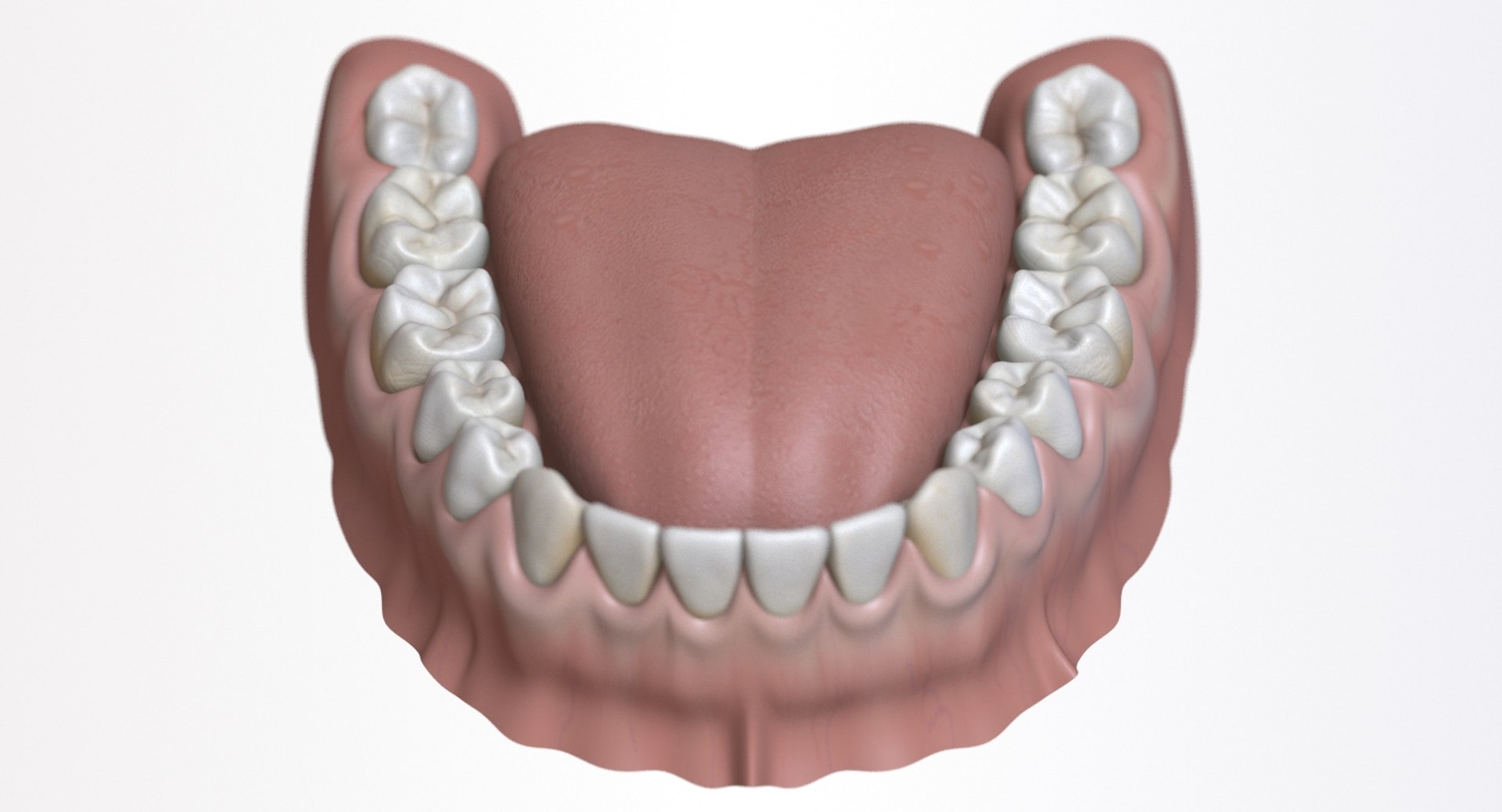 dentition stylized 3D model https://p.turbosquid.com/ts-thumb/mx/Ae8pEn/AyOnyOTE/06/jpg/1496151804/1920x1080/fit_q87/cae05ac84a1110b59ceeb78caf6f0ee354655187/06.jpg