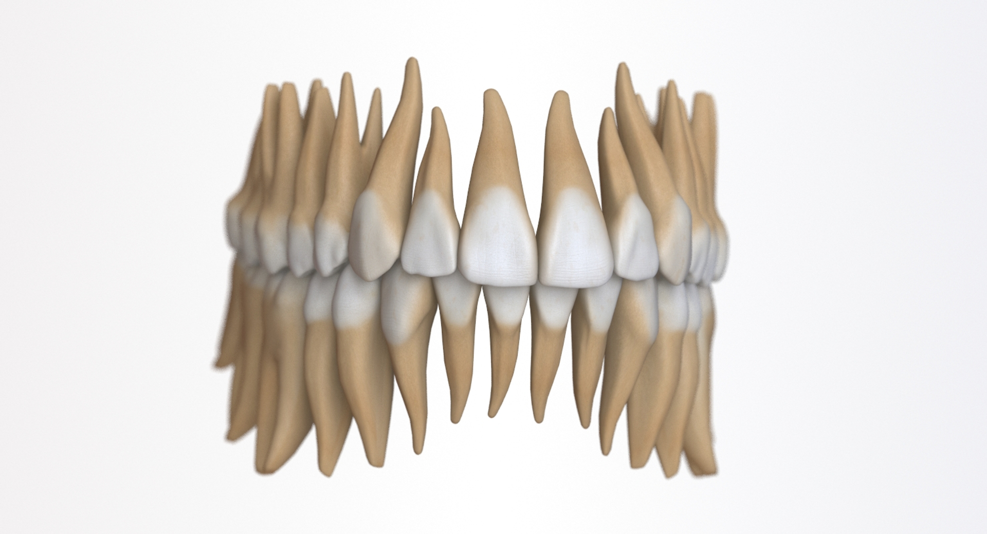 dentition stylized 3D model https://p.turbosquid.com/ts-thumb/mx/Ae8pEn/Q5dfcjK5/360teeth/jpg/1496151405/1920x1080/turn_fit_q99/282a26f3dfaba2091a01619b76b781e87c5626c4/360teeth-1.jpg