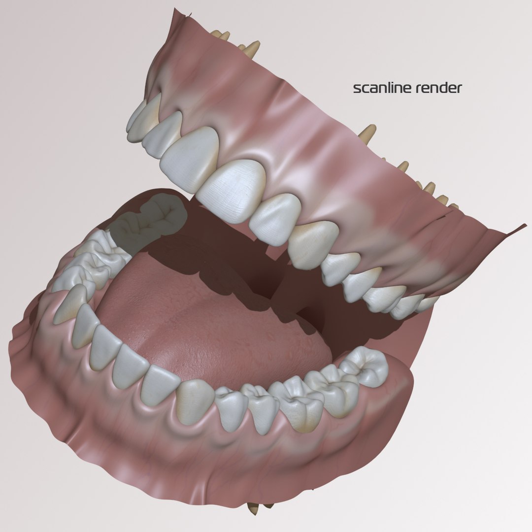 dentition stylized 3D model https://p.turbosquid.com/ts-thumb/mx/Ae8pEn/V2k7jtVi/scanline/jpg/1496152265/1920x1080/fit_q87/7be40f0fca5c5f2c263a0c434646e4931f46f839/scanline.jpg