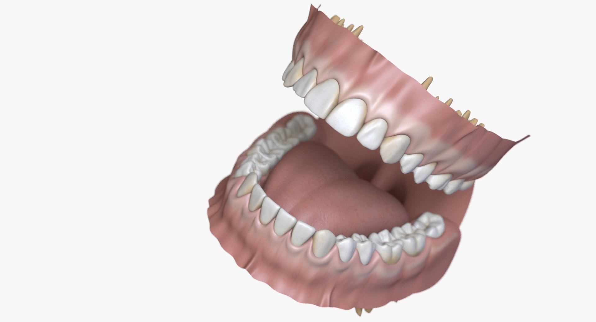 dentition stylized 3D model https://p.turbosquid.com/ts-thumb/mx/Ae8pEn/XRuLOknK/signature1480_247/jpg/1496151804/1920x1080/fit_q87/2f78ae8079211237cae473ec5cb45c1a2e114d96/signature1480_247.jpg