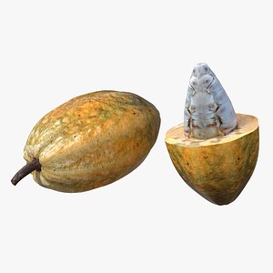 Cocoa Fruit model