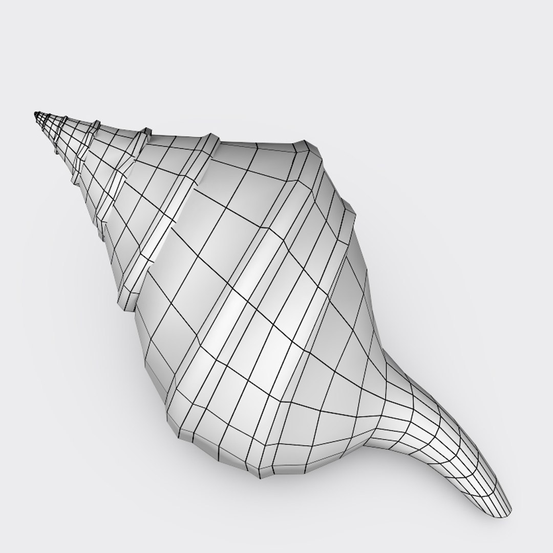 Shell Australian Trumpet Shell Obj