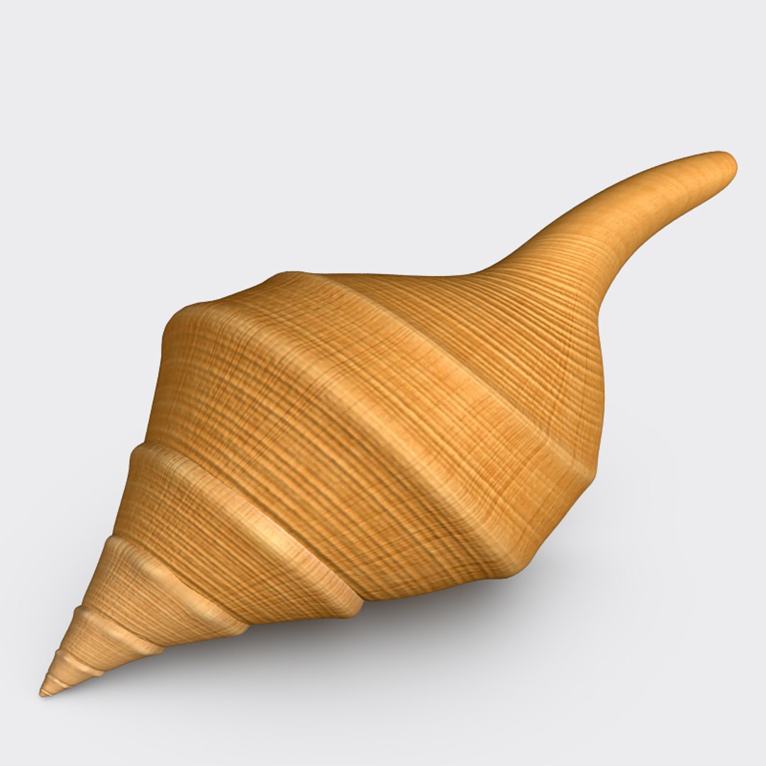 Shell Australian Trumpet Shell Obj