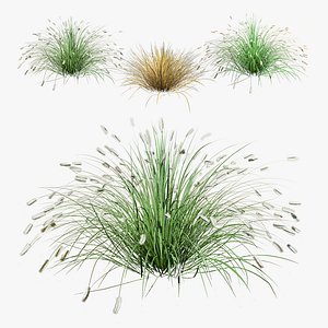 Dwarf fountain grass 3d Pack