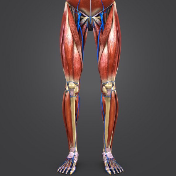 3D model body natural muscles veins - TurboSquid 1292339