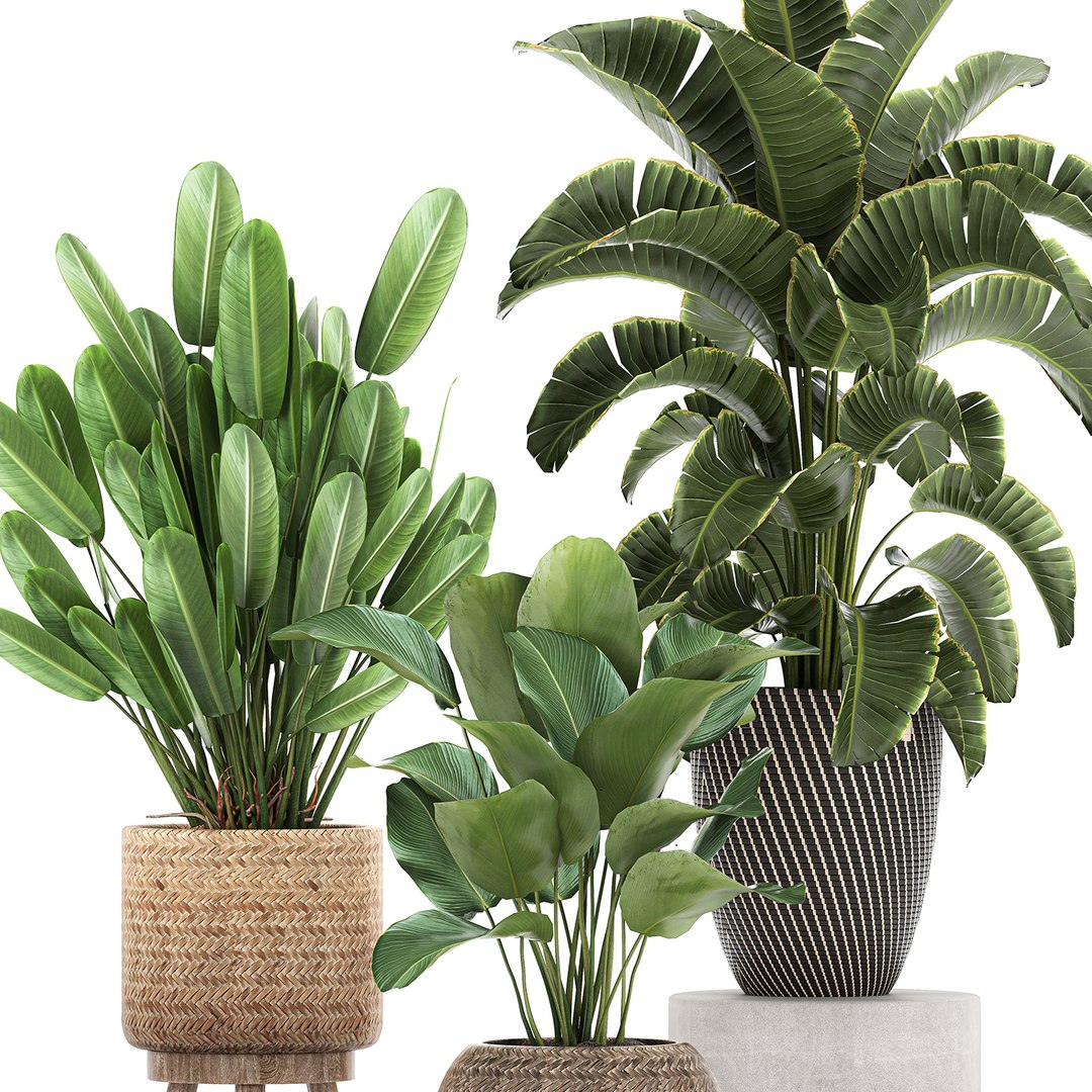 3D banana rattan basket plants - TurboSquid 1658188