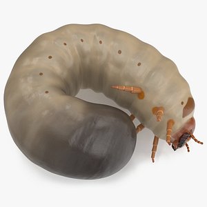 Maggot May Bug Curled 3D model