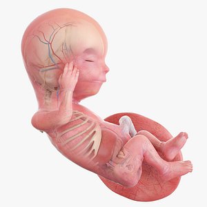 3D Fetus Anatomy Week 13 Animated model