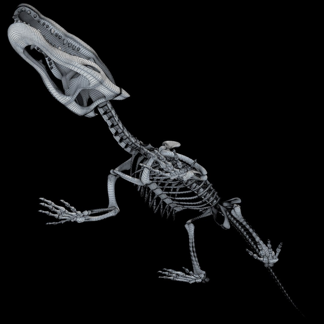 crocodile skeleton 3d max