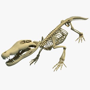 Crocodile Skeleton