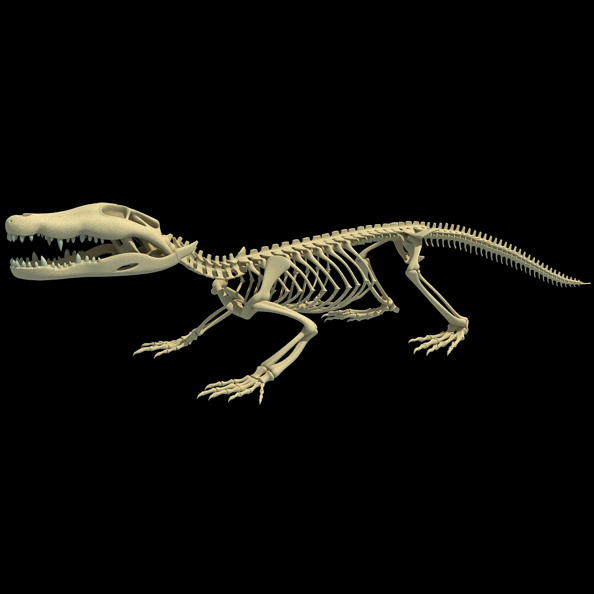 crocodile skeleton 3d max